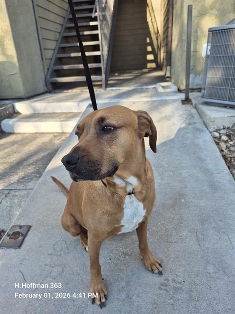 BRUNO - Hound available for adoption