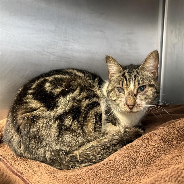 A795111 - Domestic Short Hair available for adoption