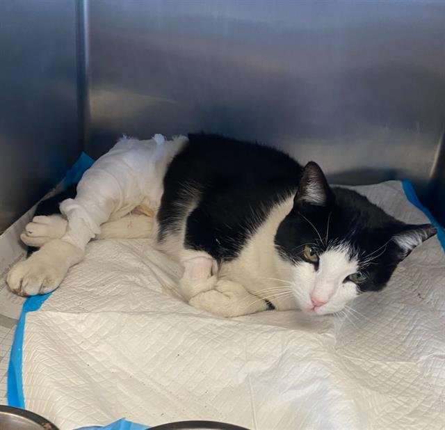 BEBOP - Domestic Short Hair available for adoption