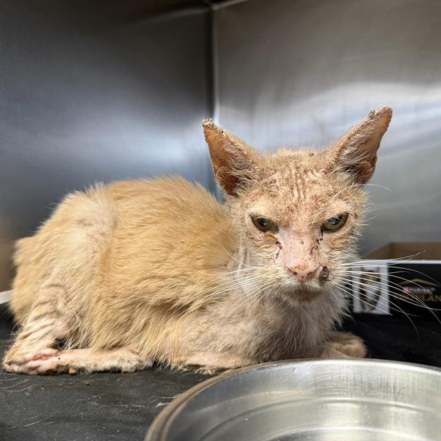 TILI - Domestic Short Hair available for adoption