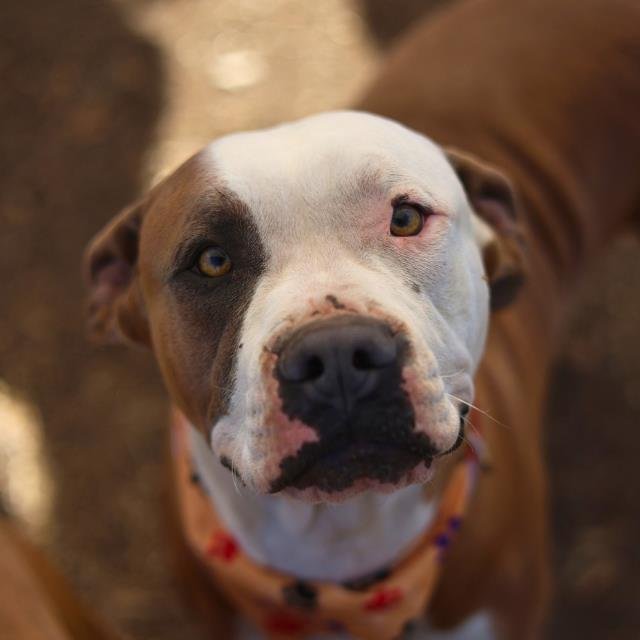 GREY - American Staffordshire Terrier available for adoption