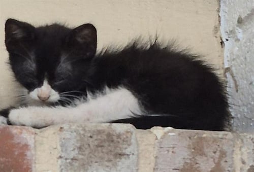 TAFFY - Domestic Short Hair available for adoption