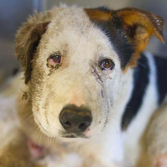 COMPA - Australian Cattle Dog/Blue Heeler available for adoption