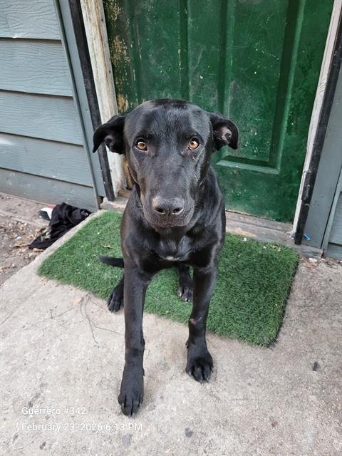 ROCKY - Labrador Retriever available for adoption