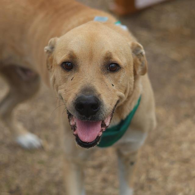 REX - Labrador Retriever available for adoption