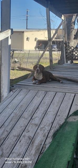 BOY - American Staffordshire Terrier available for adoption