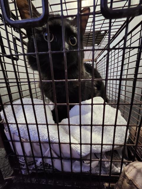 SKYWALKER - Domestic Short Hair available for adoption