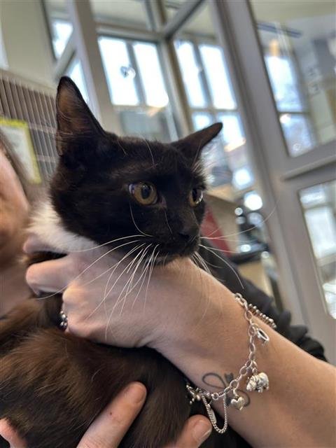 SQUIRREL - Domestic Short Hair available for adoption