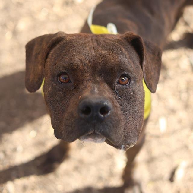 MAISIE - American Staffordshire Terrier available for adoption