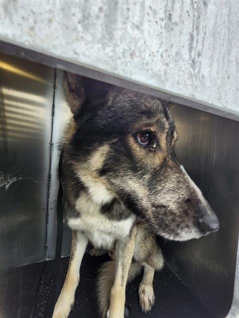 SMOOKY - Husky available for adoption