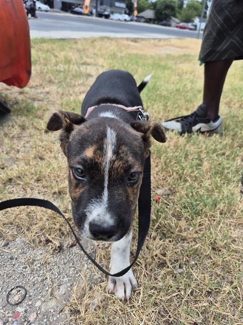 BIG FOOT - American Staffordshire Terrier available for adoption