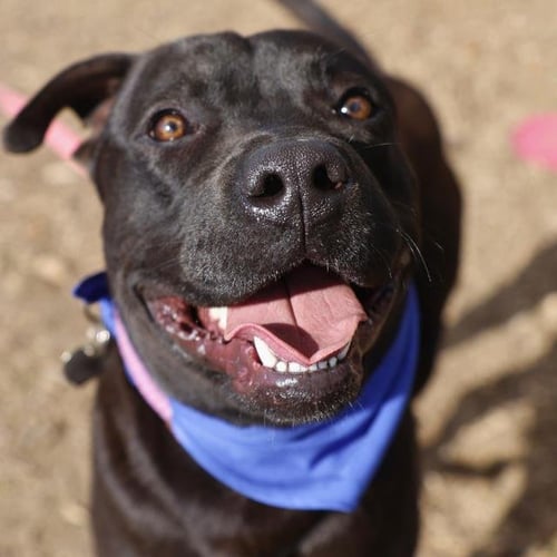 BO - Labrador Retriever / American Staffordshire Terrier available for adoption