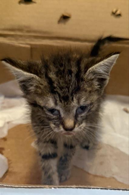 LILLY - Domestic Short Hair available for adoption