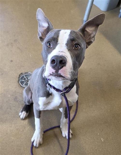 SMOKEY - American Staffordshire Terrier available for adoption