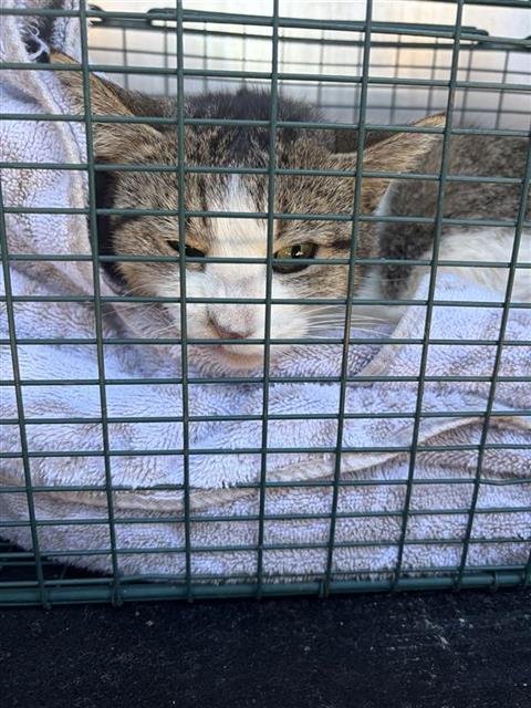 POTOSI - Domestic Short Hair available for adoption