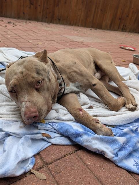 CINNAMON BEAR - American Staffordshire Terrier available for adoption