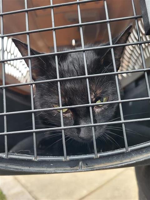 ARCADIA - Domestic Short Hair available for adoption