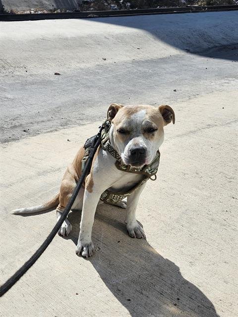 MADAM PRESIDENT - American Staffordshire Terrier available for adoption