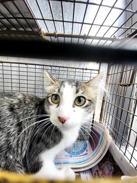 SMURF - Domestic Long Hair available for adoption