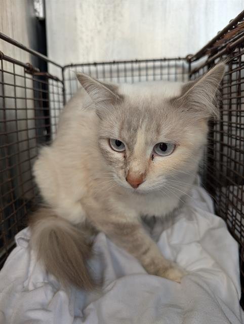 SNOWBALL - Domestic Long Hair available for adoption