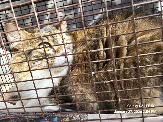 SHIRLEY - Domestic Long Hair available for adoption