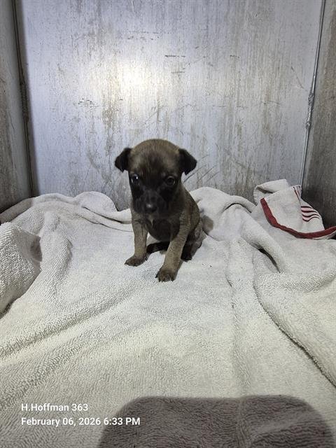 MILLY - Chihuahua available for adoption