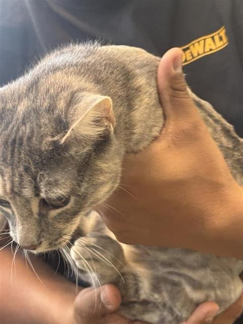 SCARLET - Domestic Short Hair available for adoption