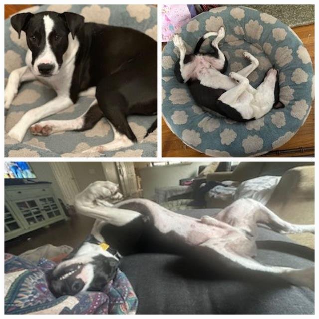 RIO - American Staffordshire Terrier available for adoption