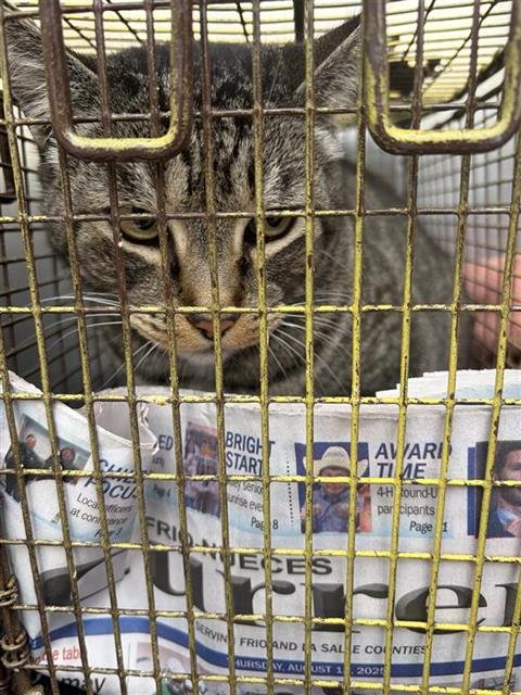 TOSHIO - Domestic Short Hair available for adoption