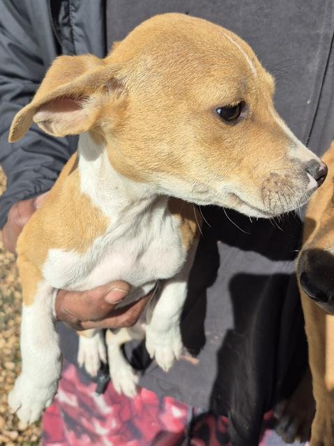 ATHENA - Terrier available for adoption