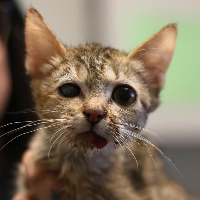 TUNA - Domestic Short Hair available for adoption