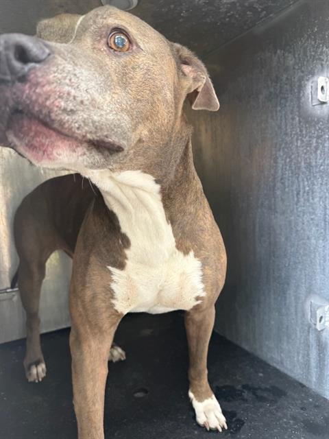 RIGSBY - American Staffordshire Terrier available for adoption