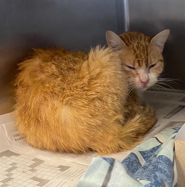 DIERK - Domestic Short Hair available for adoption