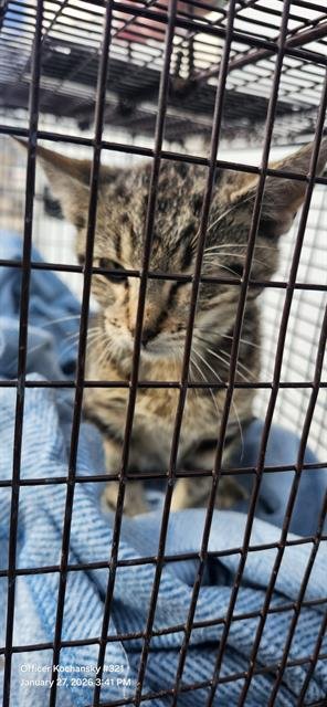 RUBY - Domestic Short Hair available for adoption