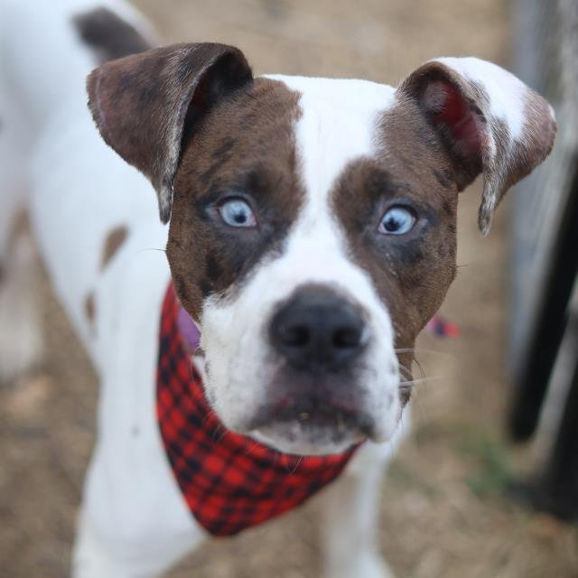 RUSSELL - Boxer available for adoption