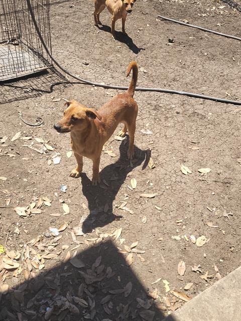 MOUSER - Terrier available for adoption