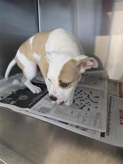 FONDA - American Bulldog available for adoption