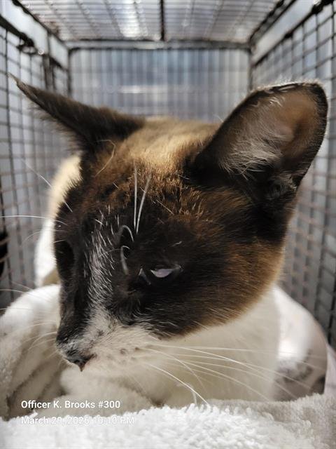 PRIMA - Snowshoe available for adoption