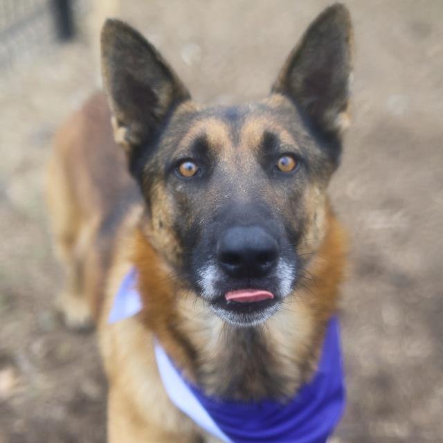 WILLEY - German Shepherd Dog available for adoption