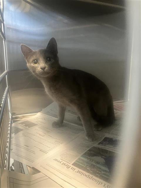 ANDREA - Domestic Short Hair available for adoption