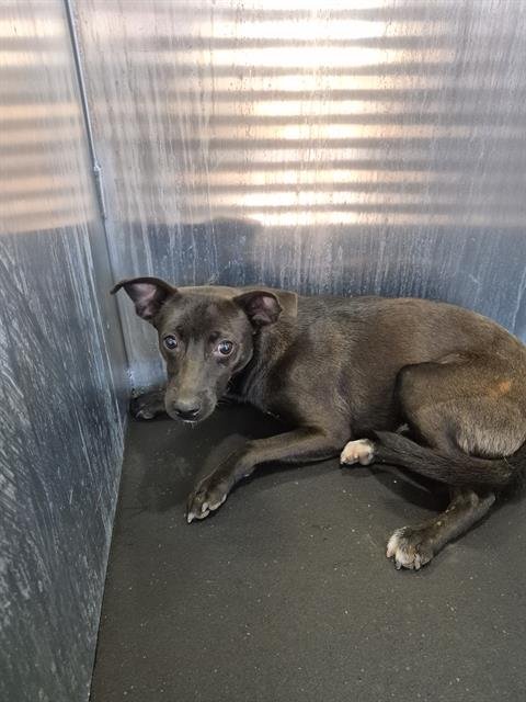 BRONX - Terrier available for adoption