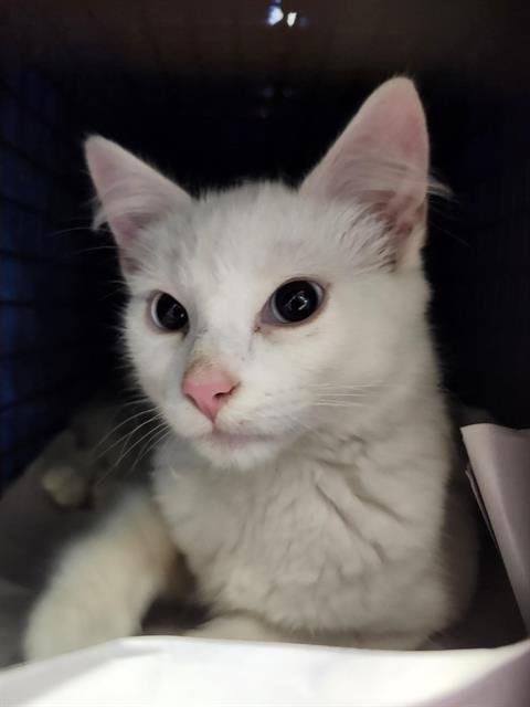 V25-8811 - Domestic Short Hair available for adoption