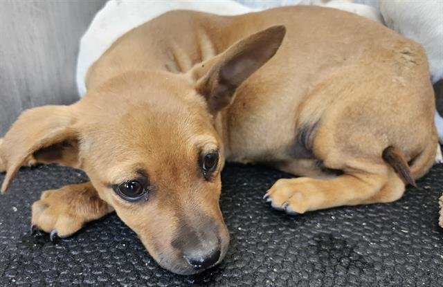 ROBBIE - Chihuahua available for adoption