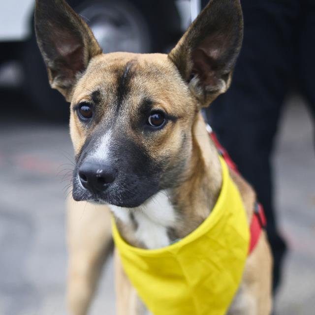 TRISTIAN - German Shepherd Dog / Pointer available for adoption