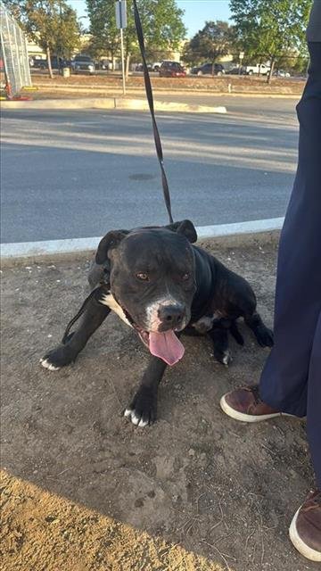 BRUTUS - American Staffordshire Terrier available for adoption