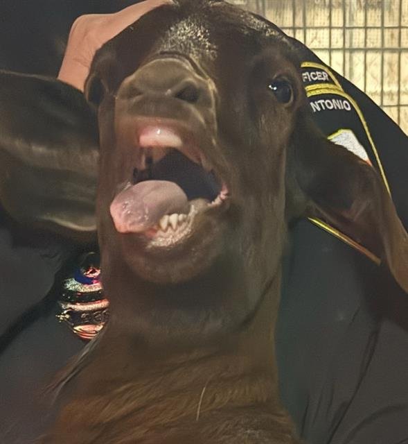 APPLE TURNOVER - Goat available for adoption