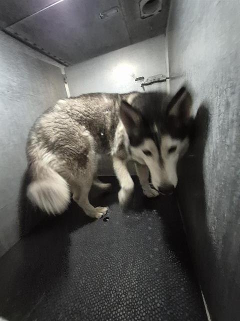 SKY - Husky available for adoption