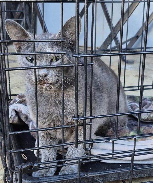 TORTA - Domestic Short Hair available for adoption