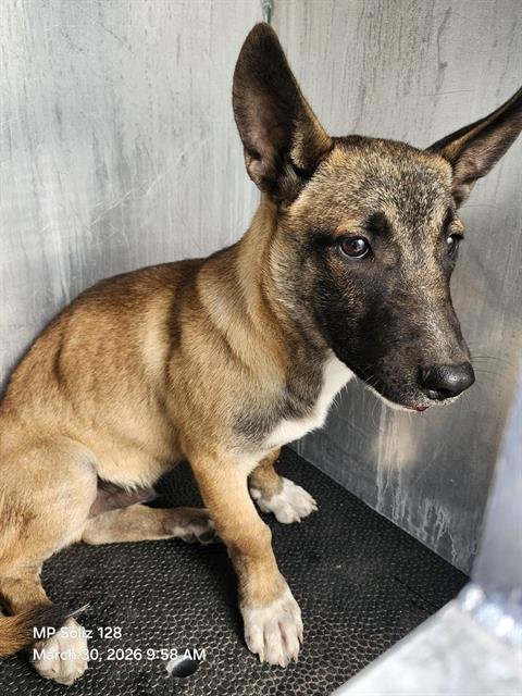 BENNY - Belgian Shepherd Malinois available for adoption