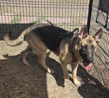 SHEPPY - German Shepherd Dog available for adoption